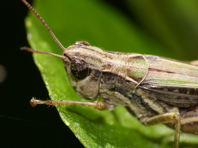 The Anti-Budget (or the 80/20 Budget)